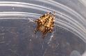 Araneus_ZZ326_D3703_Z_82_Hamelin pool_Australie